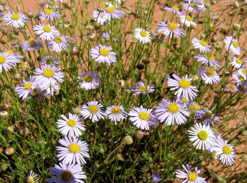 Woolly-Headed Burr Daisy (Calotis plumulifera), Central Australia NT