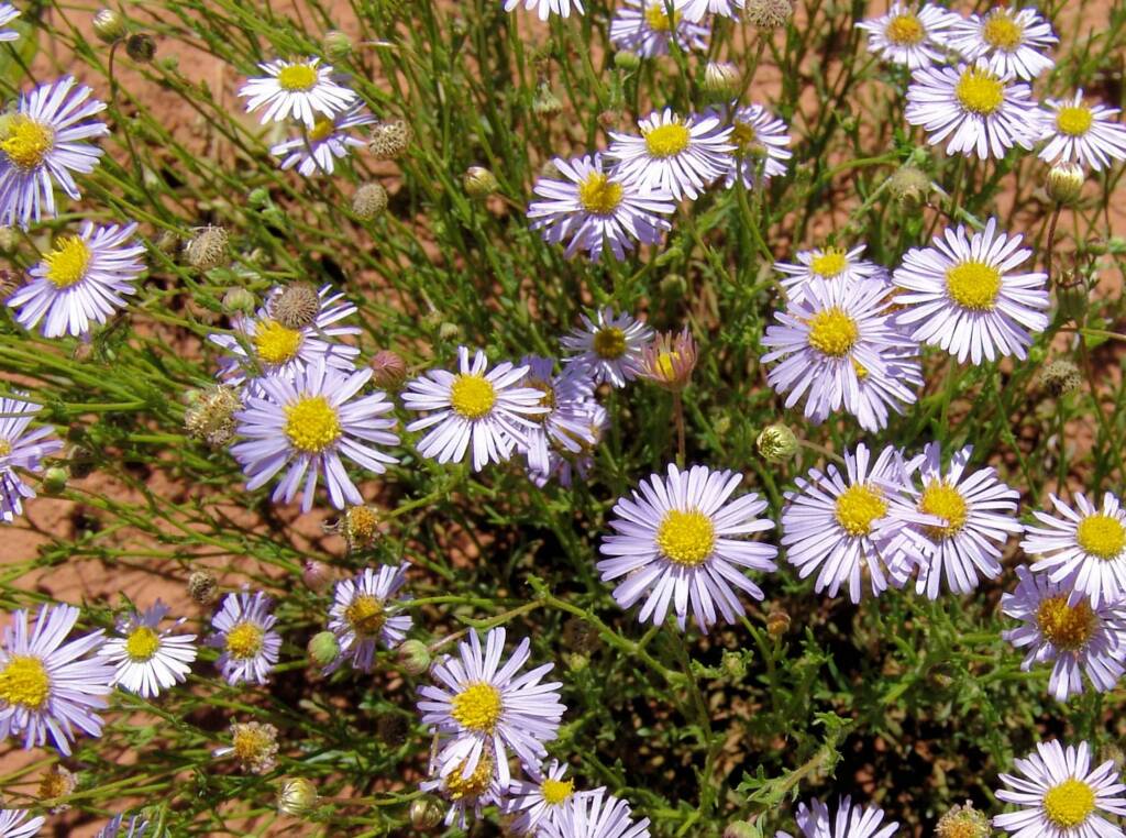 Woolly-Headed Burr Daisy (Calotis plumulifera), Central Australia NT
