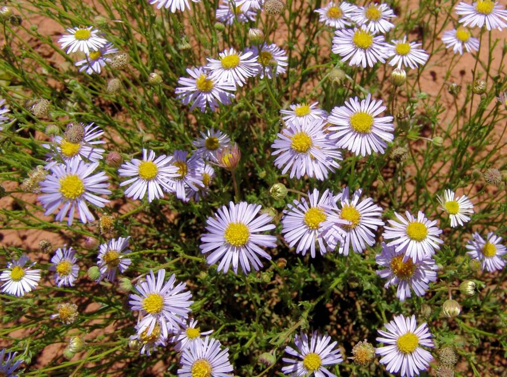 Woolly-Headed Burr Daisy (Calotis plumulifera), Central Australia NT