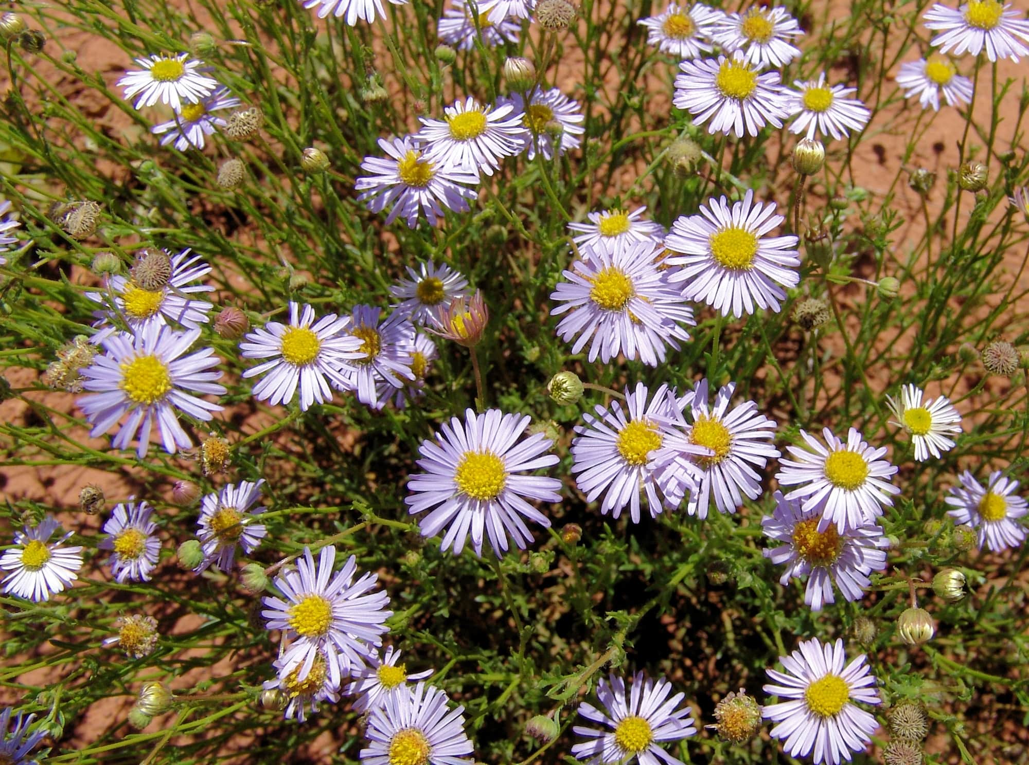 Woolly-Headed Burr Daisy (Calotis plumulifera), Central Australia NT