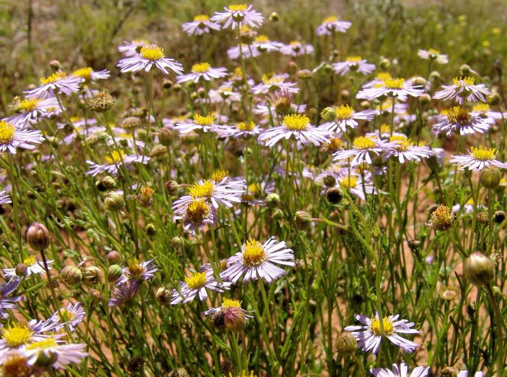 Woolly-Headed Burr Daisy (Calotis plumulifera), Central Australia NT