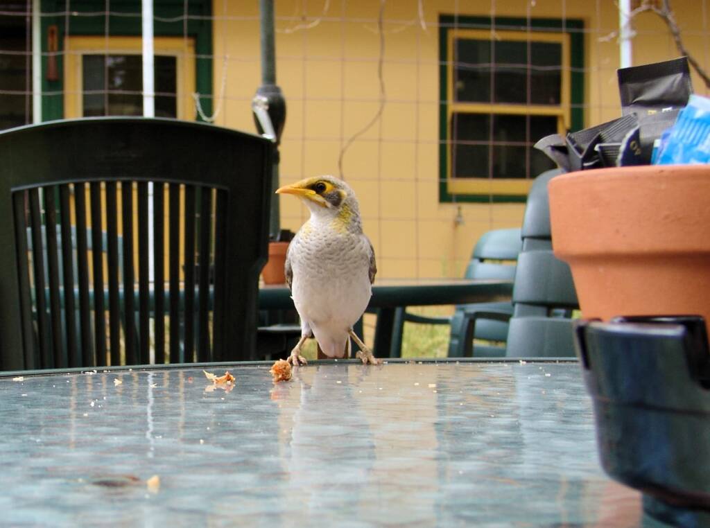 Yellow-throated Miner (Manorina flavigula), Alice Springs NT