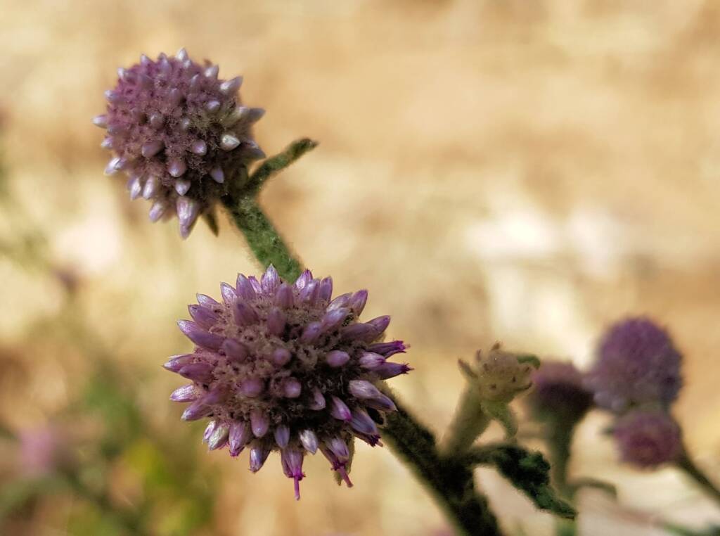 Apple Bush (Pterocaulon sphacelatum), Alice Springs, NT