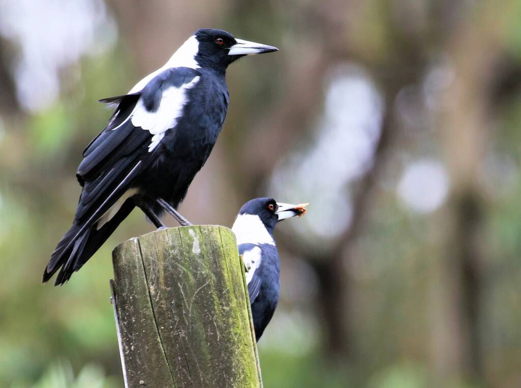 Australian Magpie (Gymnorhina tibicen) © Dorothy Latimer
