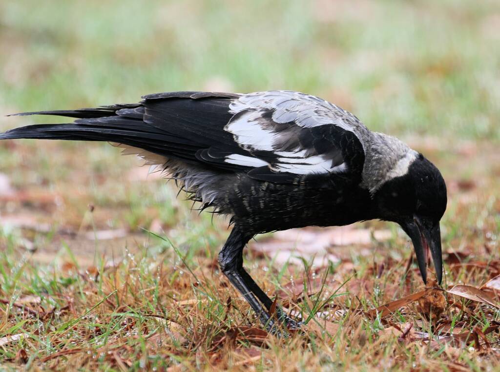 Australian Magpie (Gymnorhina tibicen) © Dorothy Latimer