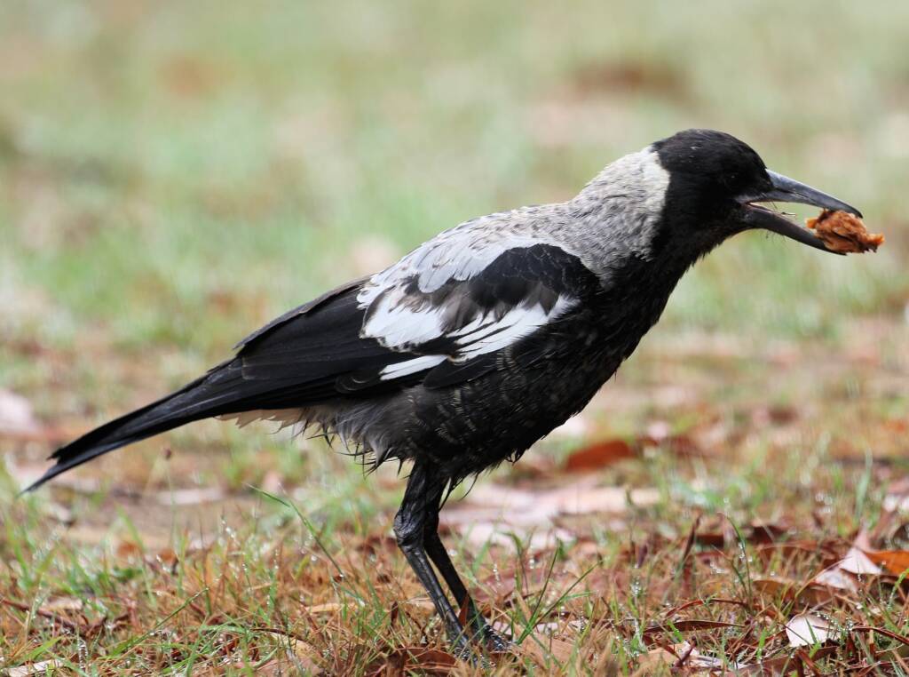 Australian Magpie (Gymnorhina tibicen) © Dorothy Latimer