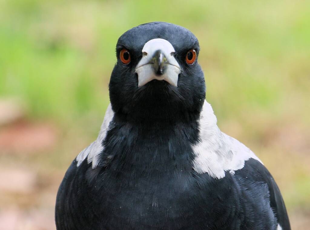 Australian Magpie (Gymnorhina tibicen) © Dorothy Latimer