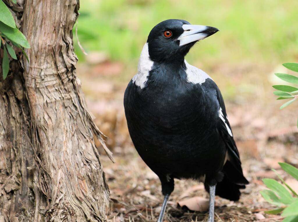 Australian Magpie (Gymnorhina tibicen) © Dorothy Latimer