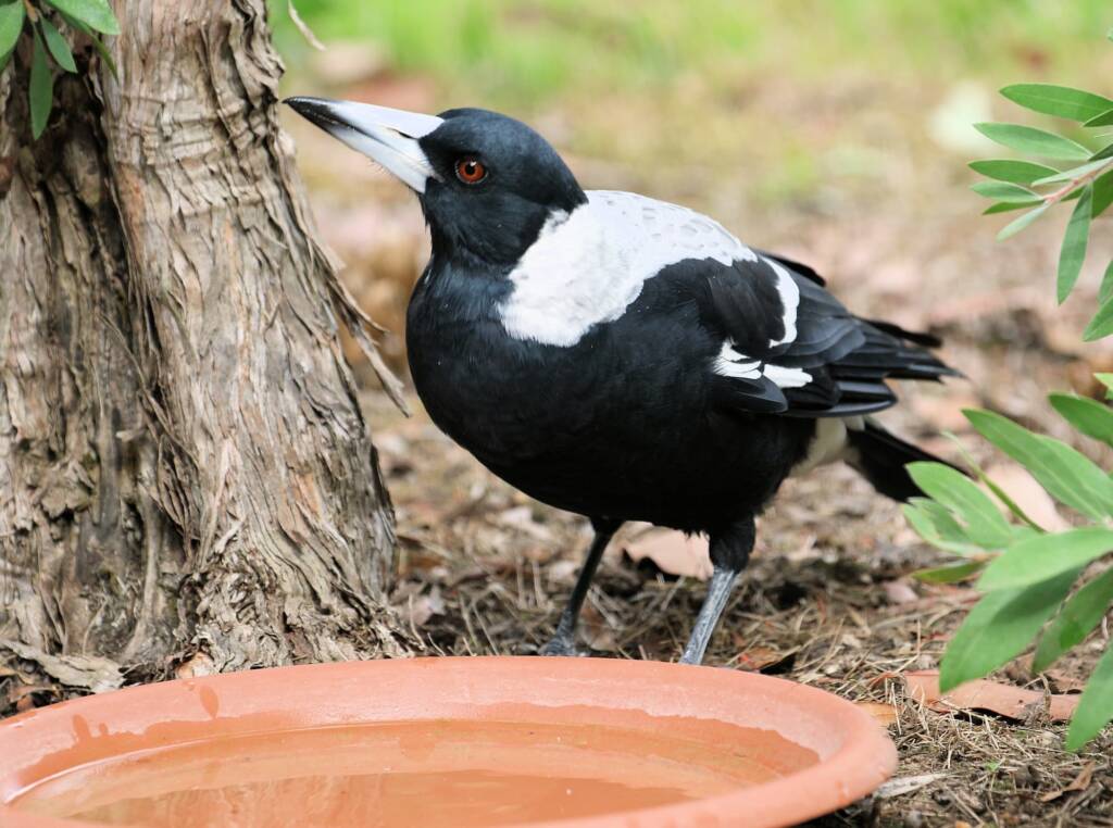 Australian Magpie (Gymnorhina tibicen) © Dorothy Latimer