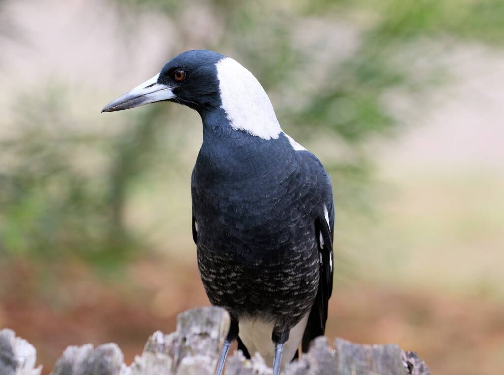 Australian Magpie (Gymnorhina tibicen) © Dorothy Latimer
