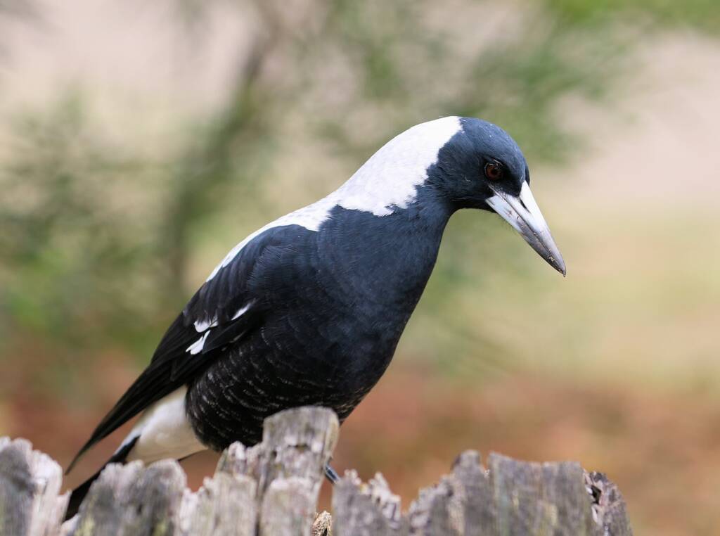 Australian Magpie (Gymnorhina tibicen) © Dorothy Latimer