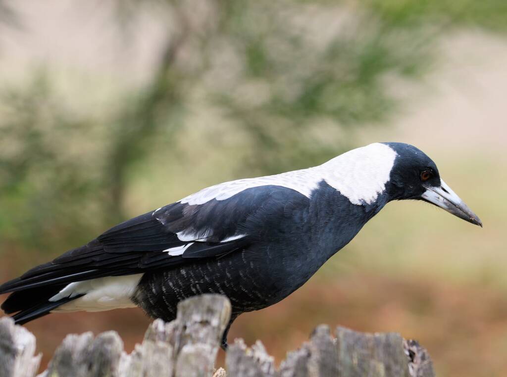 Australian Magpie (Gymnorhina tibicen) © Dorothy Latimer