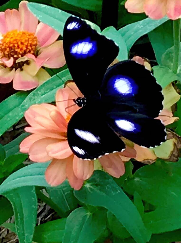 Male Varied Eggfly Butterfly aka Blue Moon Butterfly (Hypolimnas bolina) © Dianne Bickers