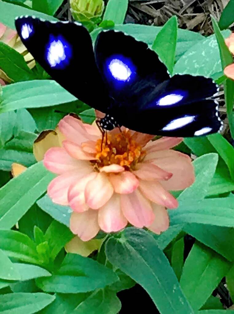 Male Varied Eggfly Butterfly aka Blue Moon Butterfly (Hypolimnas bolina) © Dianne Bickers