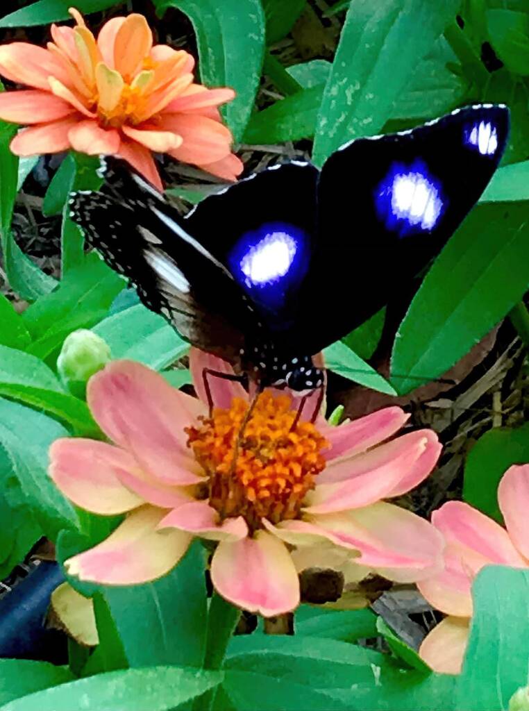 Male Varied Eggfly Butterfly aka Blue Moon Butterfly (Hypolimnas bolina) © Dianne Bickers