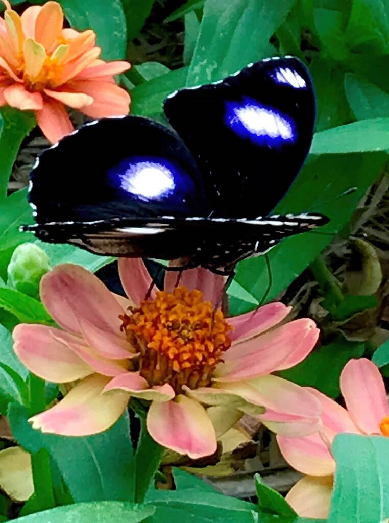 Male Varied Eggfly Butterfly aka Blue Moon Butterfly (Hypolimnas bolina) © Dianne Bickers