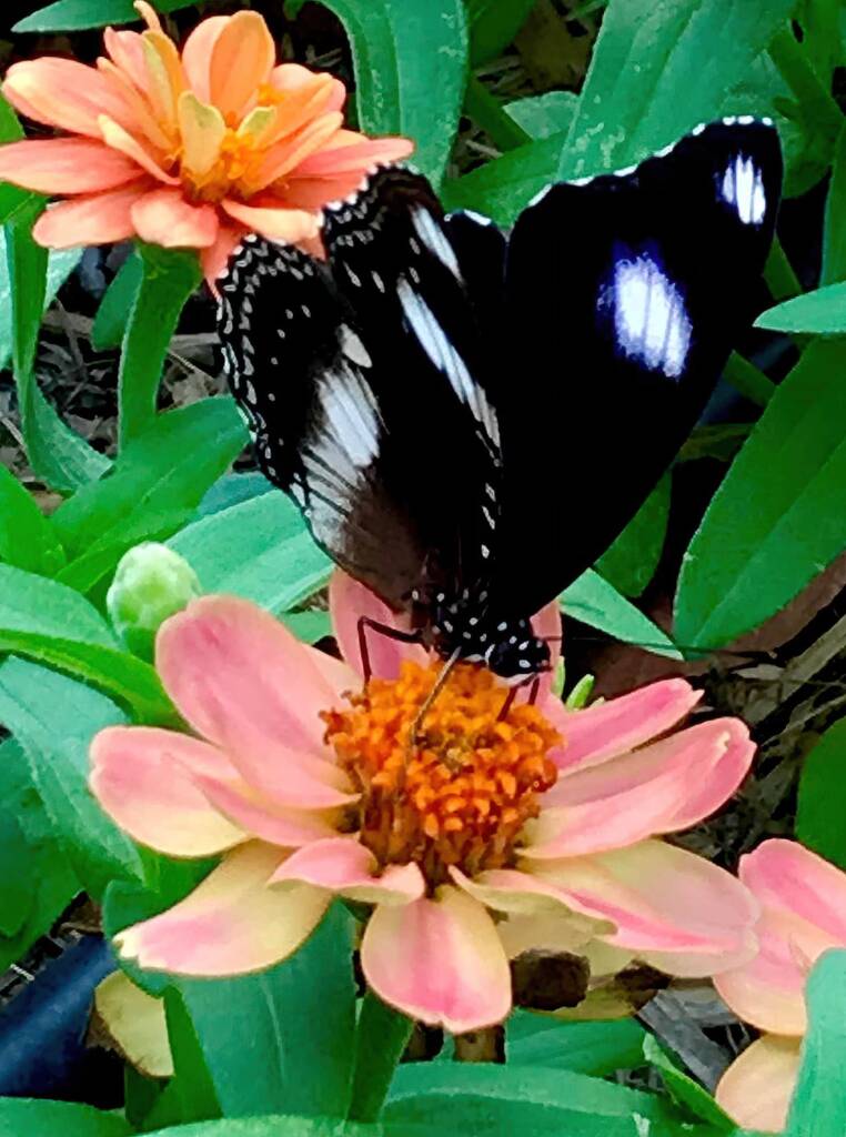 Male Varied Eggfly Butterfly aka Blue Moon Butterfly (Hypolimnas bolina) © Dianne Bickers