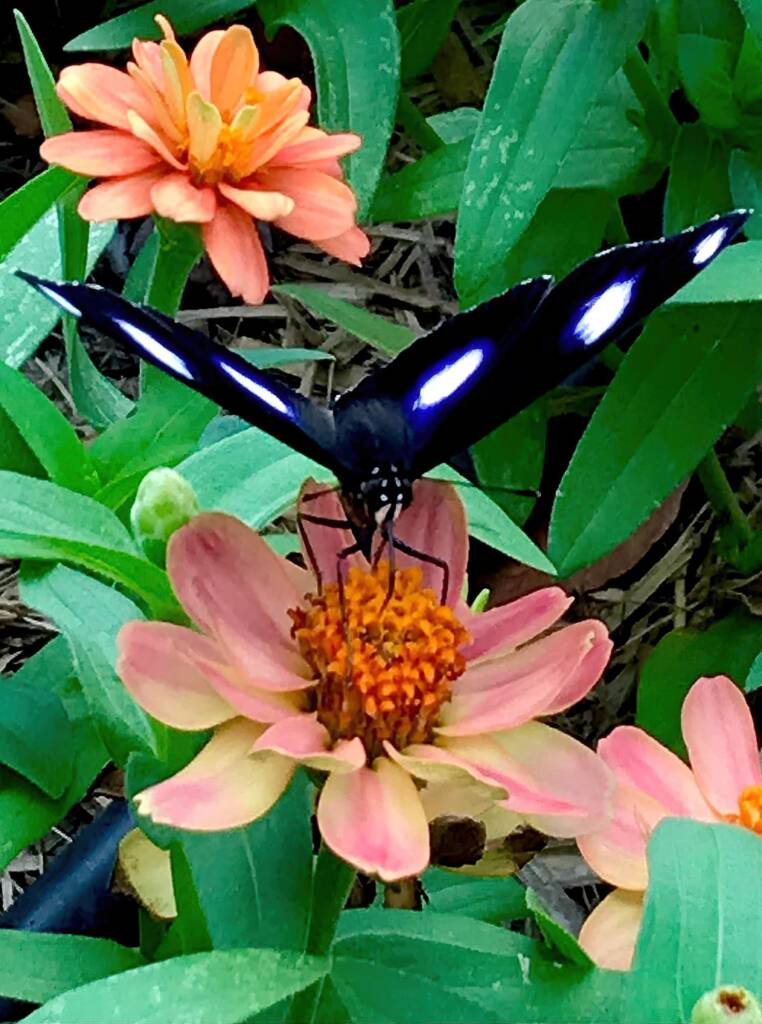 Male Varied Eggfly Butterfly aka Blue Moon Butterfly (Hypolimnas bolina) © Dianne Bickers