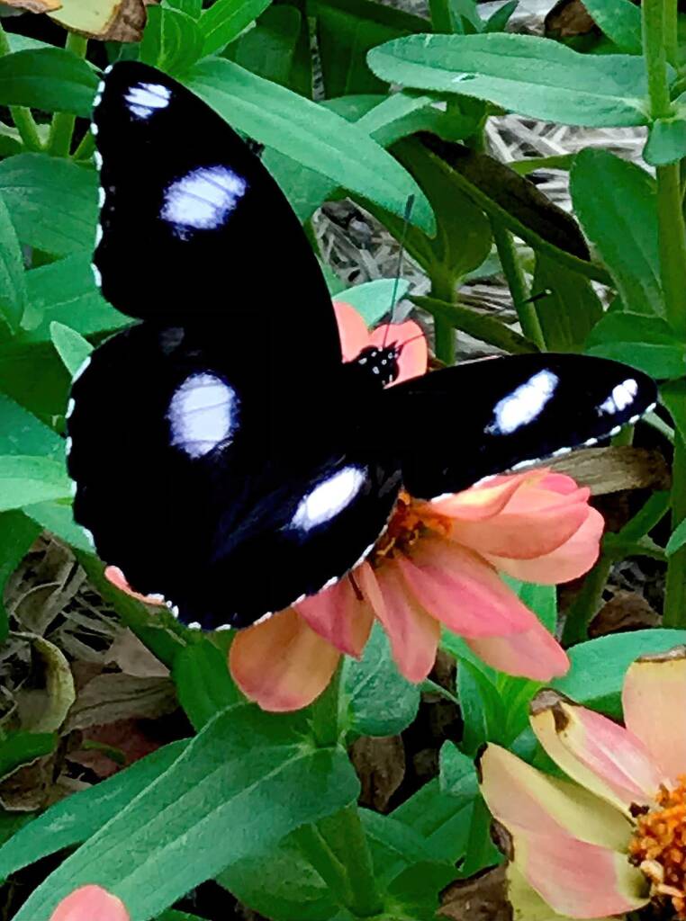 Male Varied Eggfly Butterfly aka Blue Moon Butterfly (Hypolimnas bolina) © Dianne Bickers