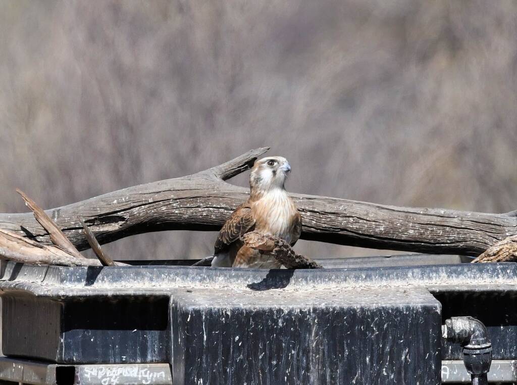 Brown Falcon (Falco berigora), Newhaven Wildlife Sanctuary NT © Dorothy Latimer