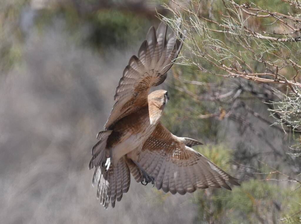 Brown Falcon (Falco berigora), Newhaven Wildlife Sanctuary NT © Dorothy Latimer