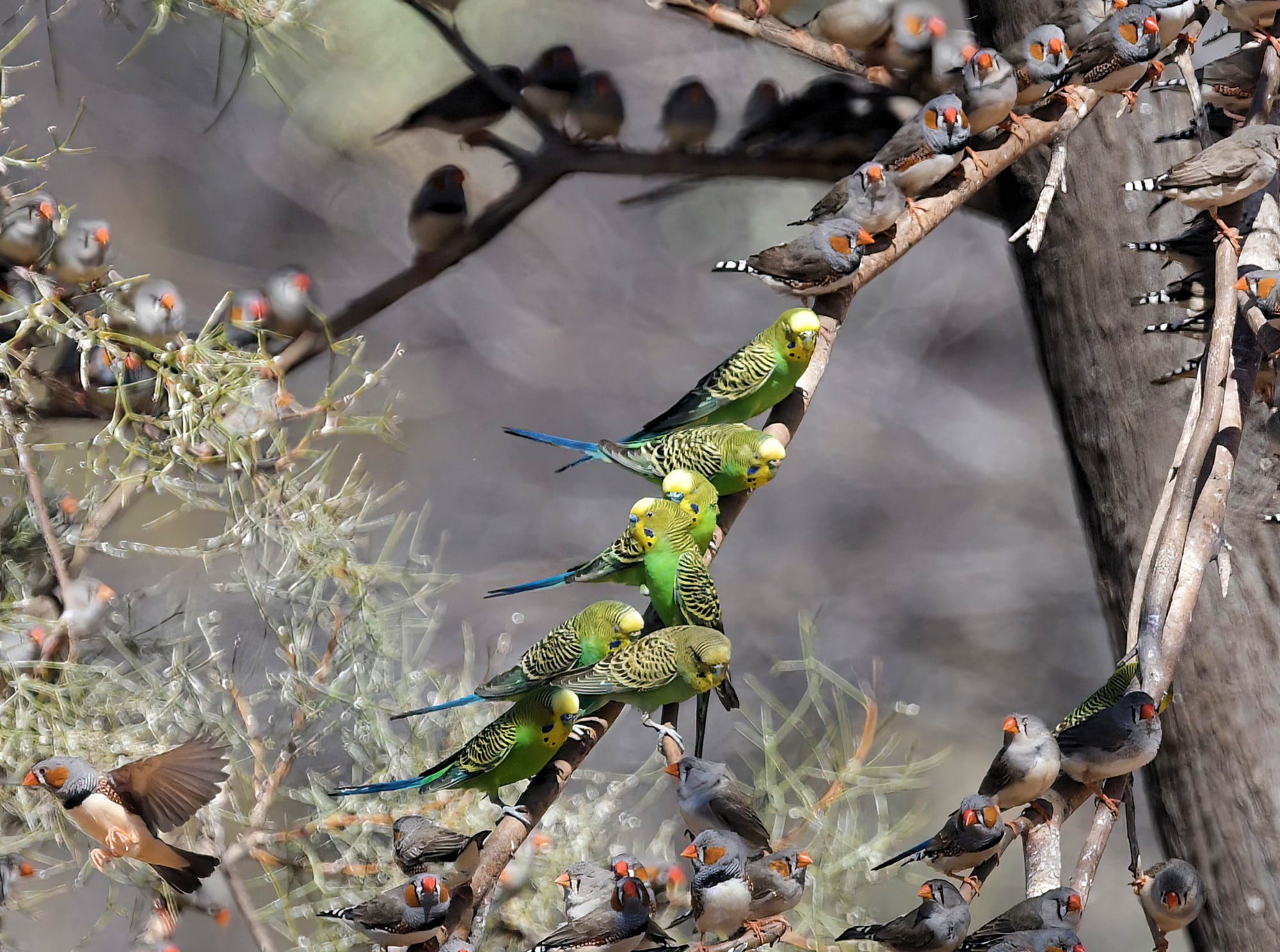 Budgerigars (Melopsittacus undulatus) and Zebra Finches (Taeniopygia guttata), Newhaven Wildlife Sanctuary NT © Dorothy Latimer