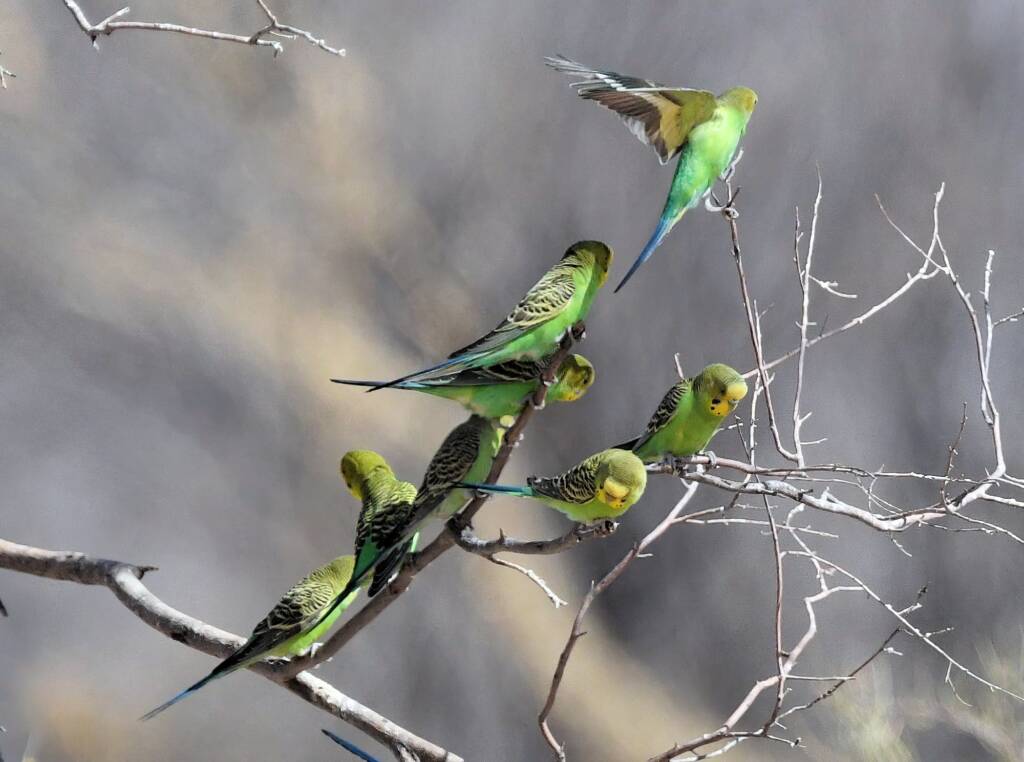 Budgerigars (Melopsittacus undulatus), Newhaven Wildlife Sanctuary NT © Dorothy Latimer