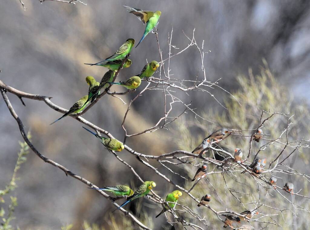 Budgerigars (Melopsittacus undulatus), Newhaven Wildlife Sanctuary NT © Dorothy Latimer