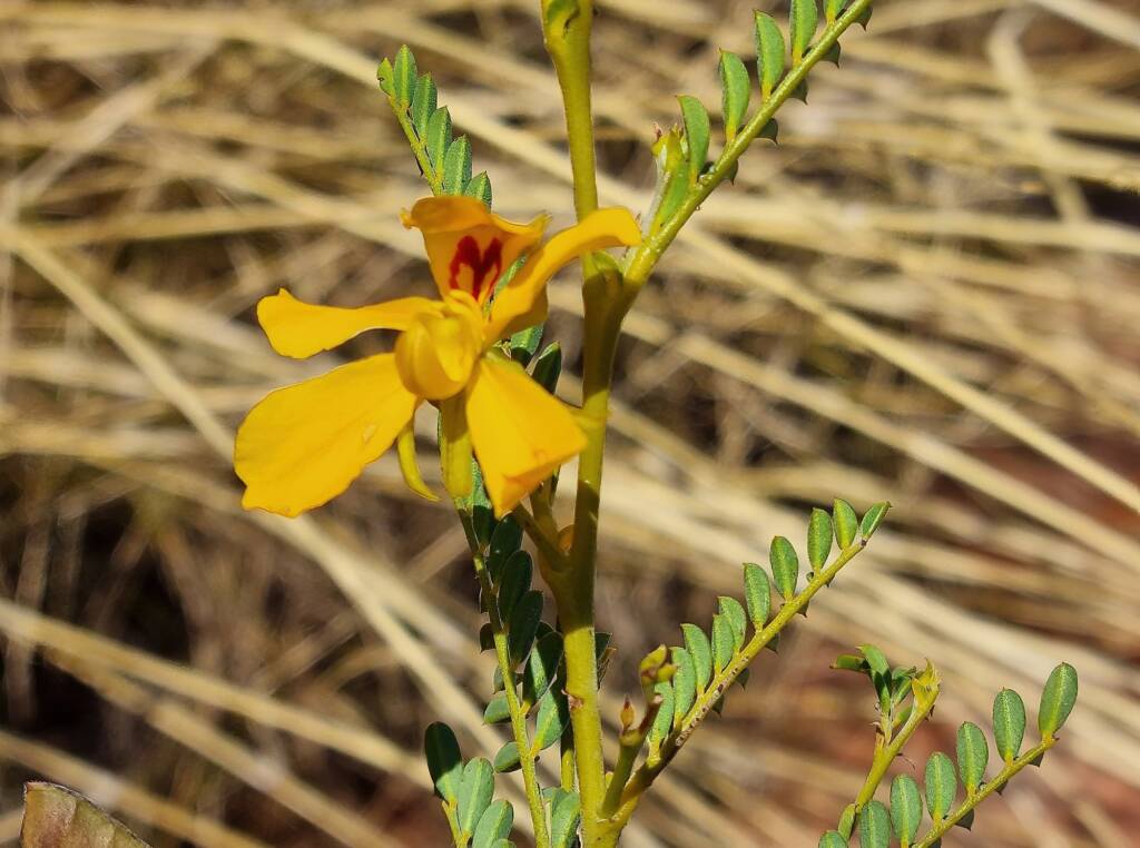 Butterfly Bush (Petalostylis cassioides), Newhaven Wildlife Sanctuary NT © Dorothy Latimer