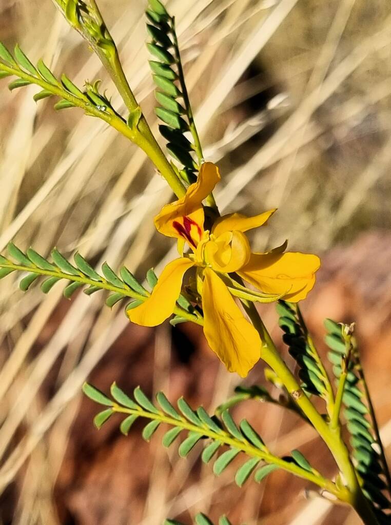 Butterfly Bush (Petalostylis cassioides), Newhaven Wildlife Sanctuary NT © Dorothy Latimer
