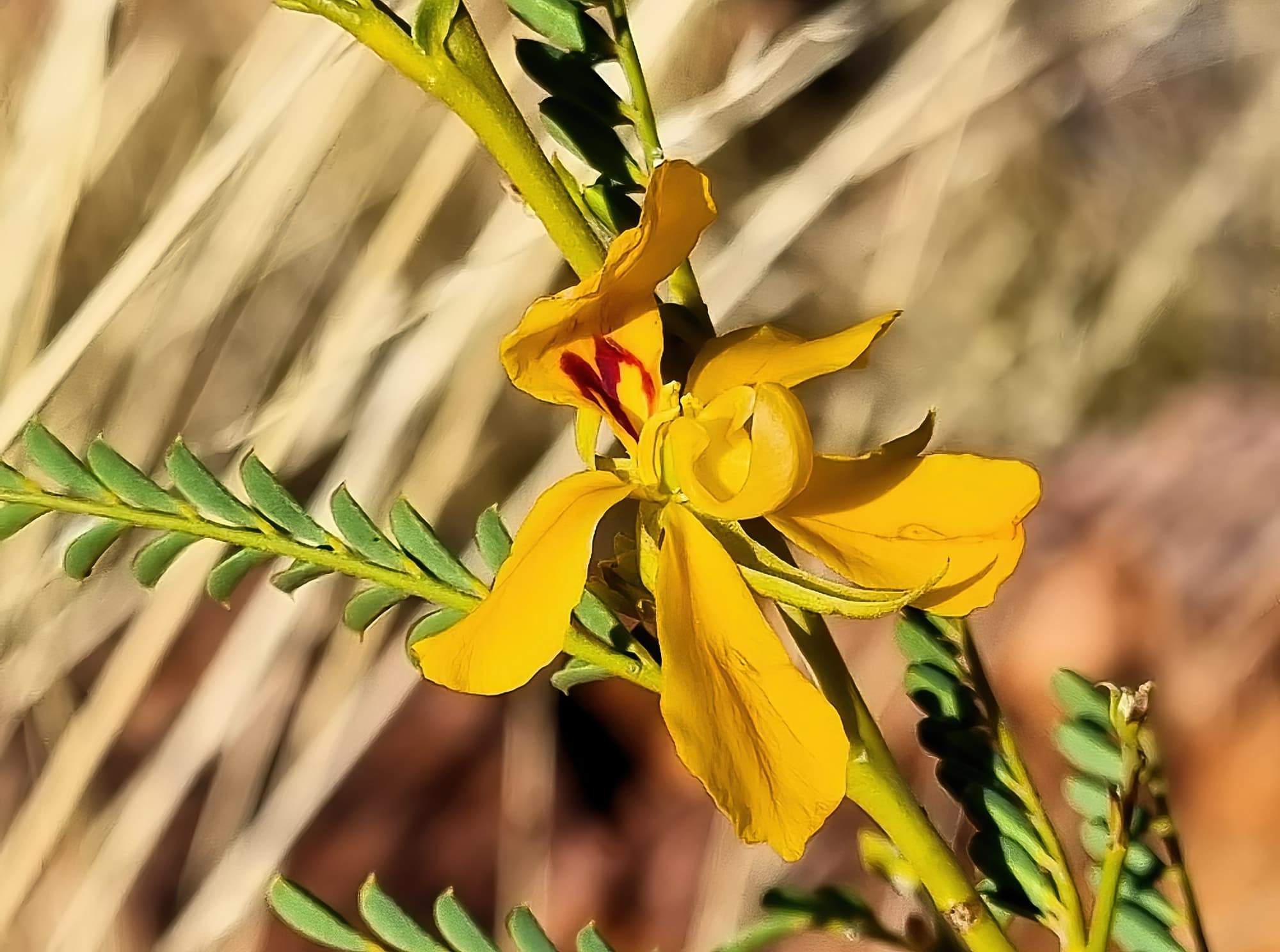 Butterfly Bush (Petalostylis cassioides), Newhaven Wildlife Sanctuary NT © Dorothy Latimer