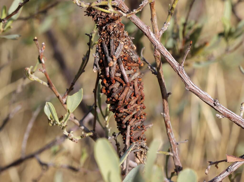 Case moth / Stick moth on Pebble Bush (Stylobasium spathulatum), Newhaven Wildlife Sanctuary NT © Dorothy Latimer