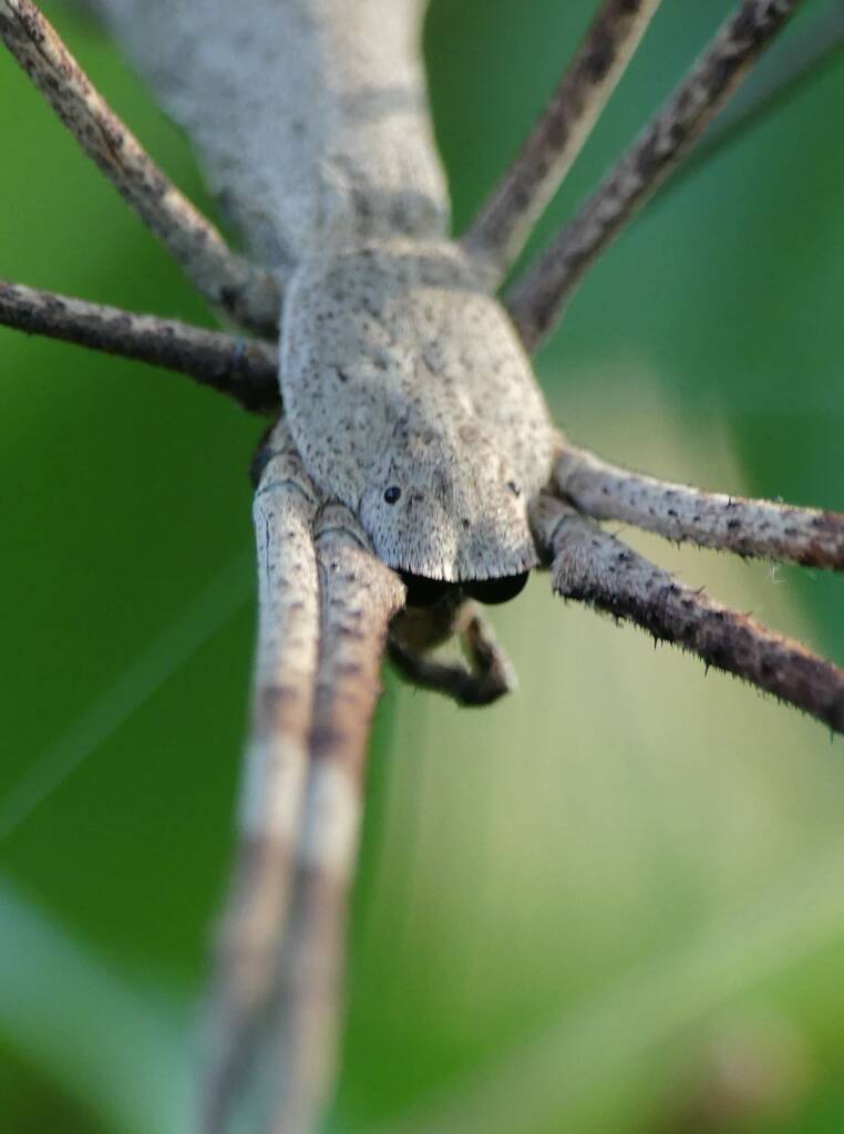 Ogre-faced Net-casting Spider (genus Deinopis) © Stefan Jones