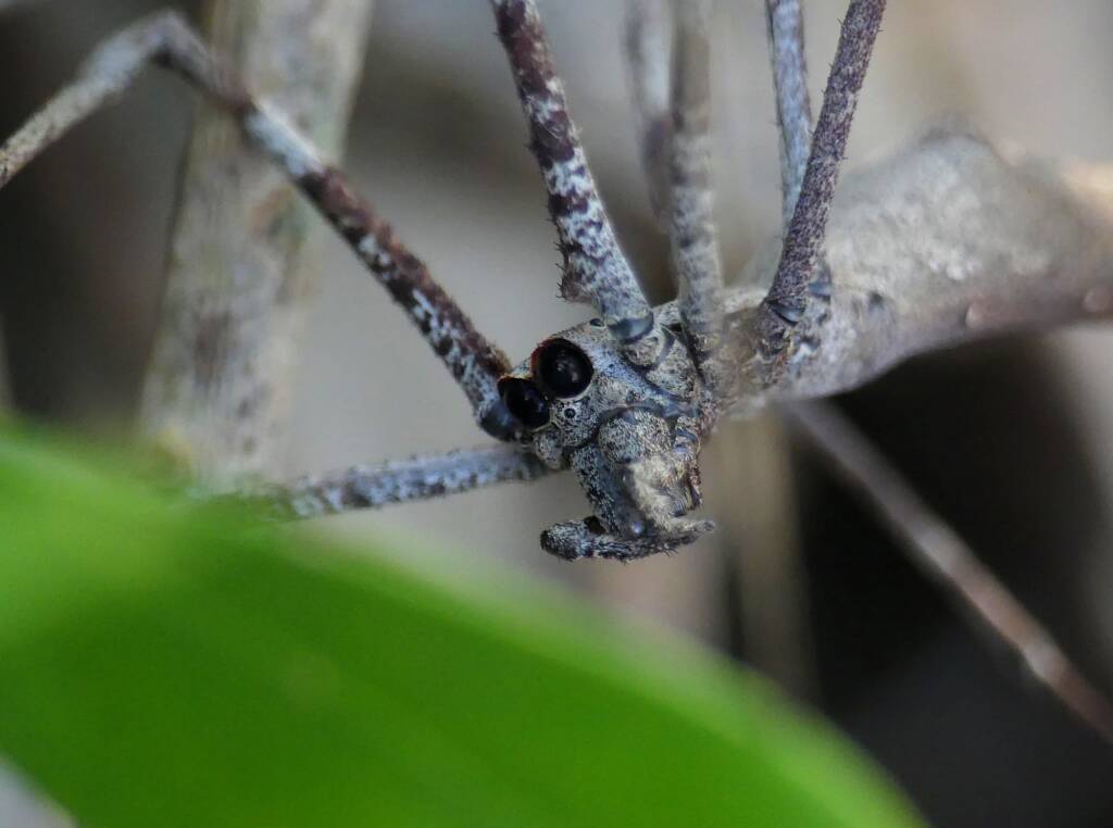 Ogre-faced Net-casting Spider (genus Deinopis) © Stefan Jones