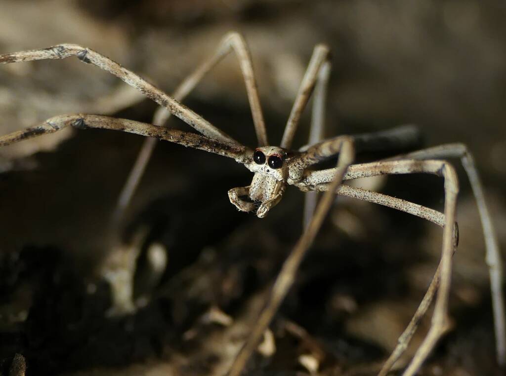 Ogre-faced Net-casting Spider (genus Deinopis) © Stefan Jones