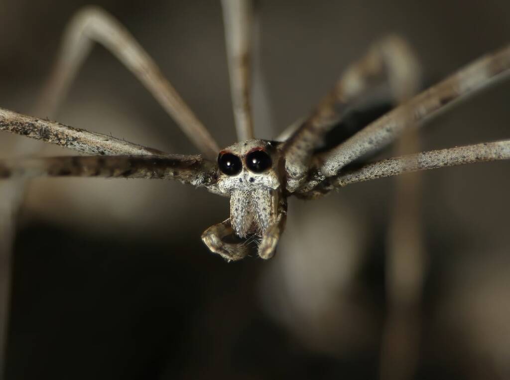 Ogre-faced Net-casting Spider (genus Deinopis) © Stefan Jones