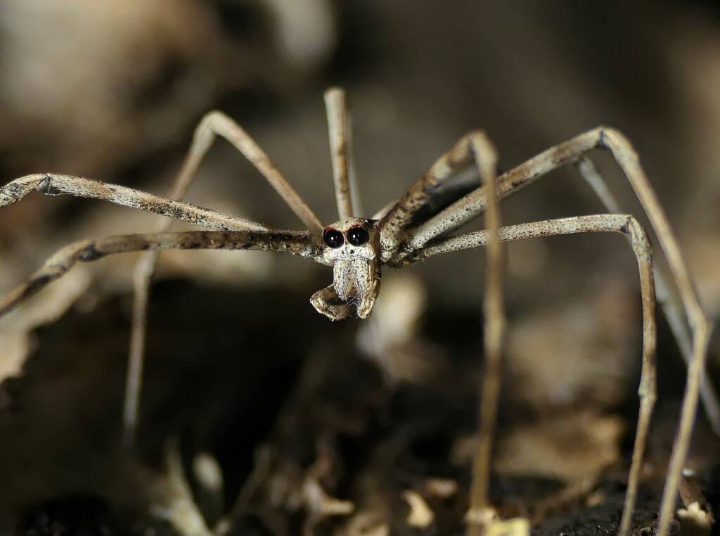 Ogre-faced Net-casting Spider (genus Deinopis) © Stefan Jones