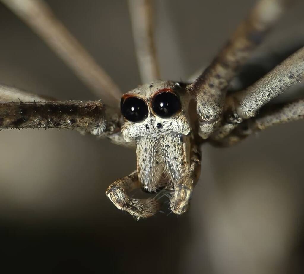 Ogre-faced Net-casting Spider (genus Deinopis) © Stefan Jones
