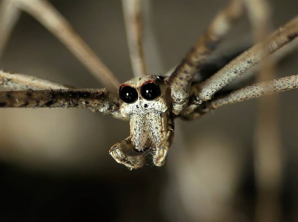 Ogre-faced Net-casting Spider (genus Deinopis) © Stefan Jones