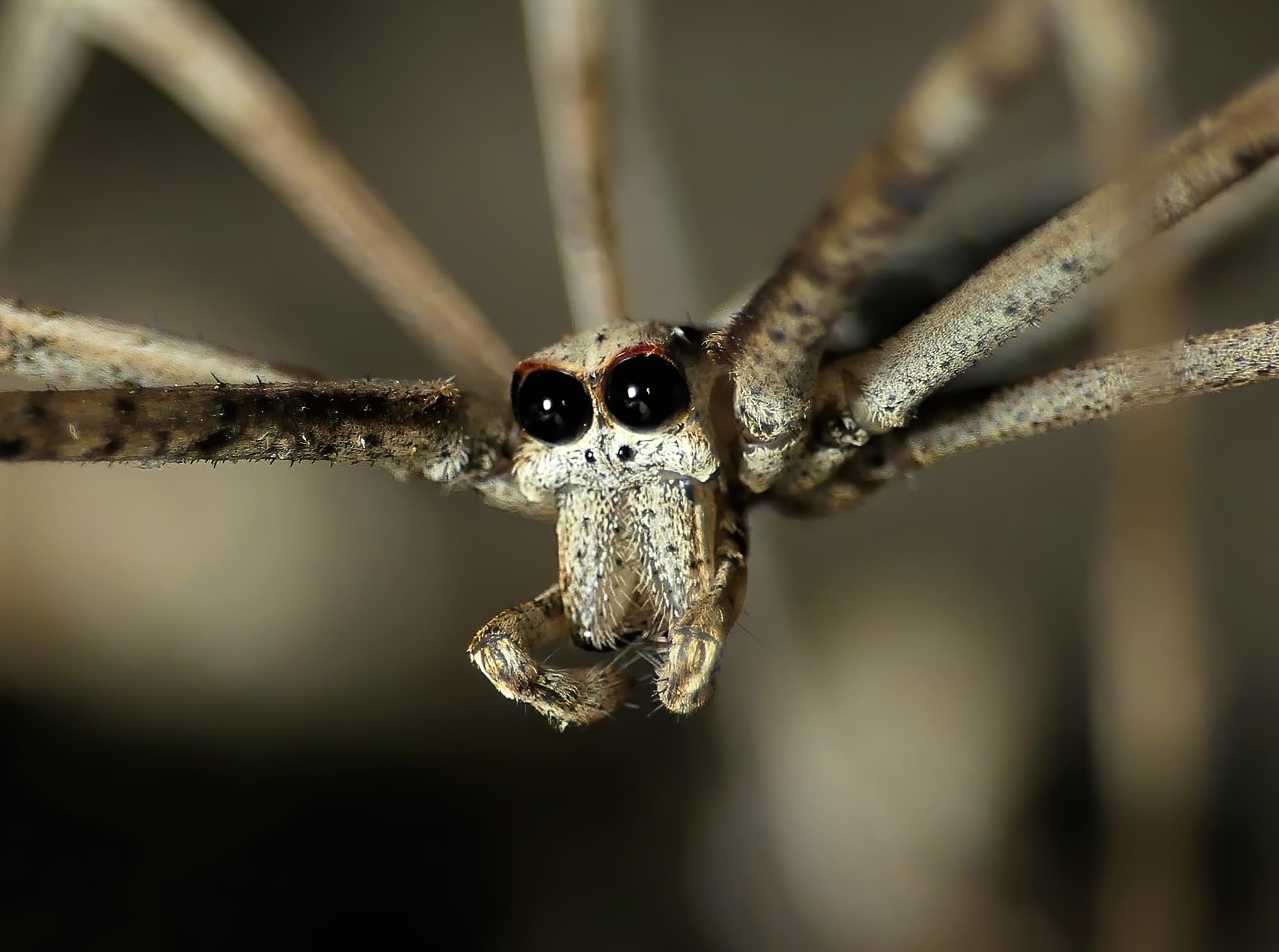 Ogre-faced Net-casting Spider (genus Deinopis) © Stefan Jones