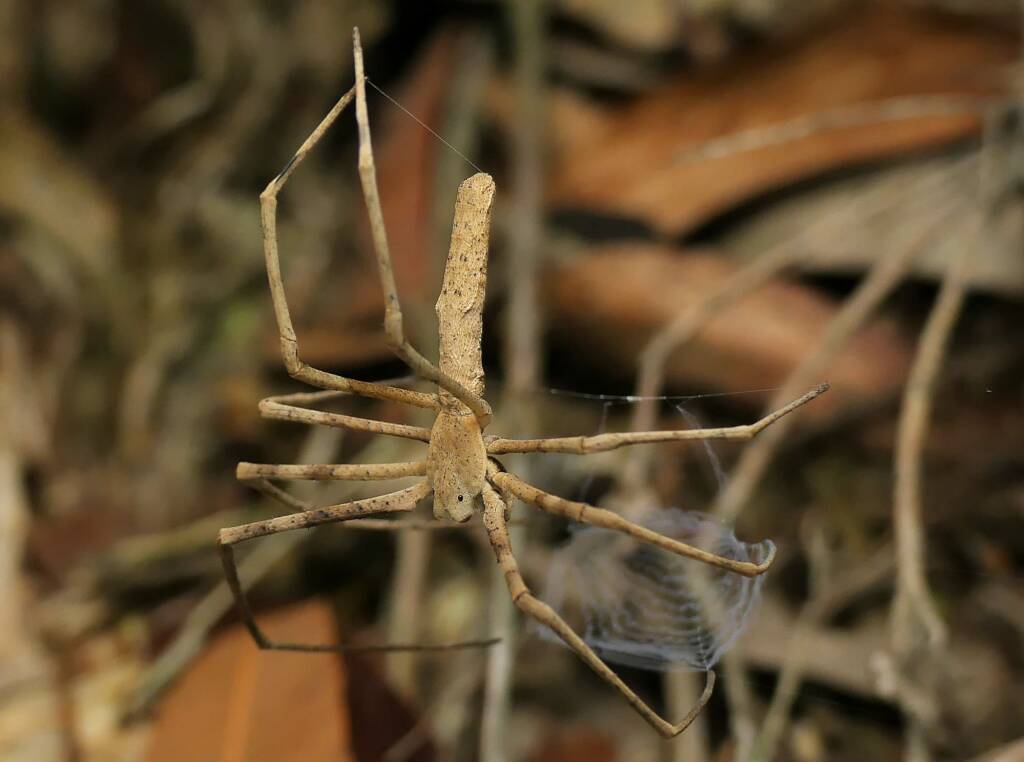 Ogre-faced Net-casting Spider (genus Deinopis) © Stefan Jones