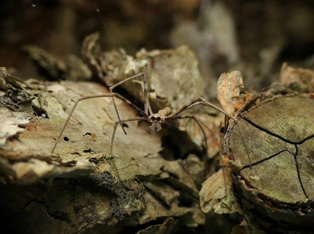 Male Ogre-faced Net-casting Spider (genus Deinopis) © Stefan Jones