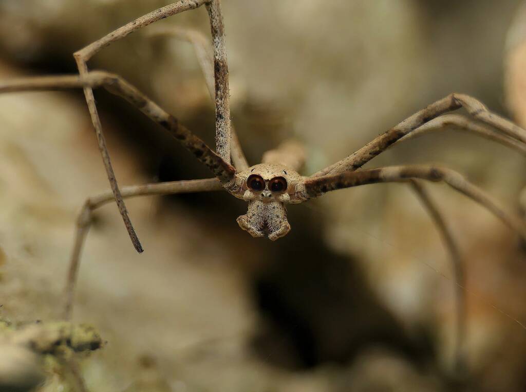 Male Ogre-faced Net-casting Spider (genus Deinopis) © Stefan Jones