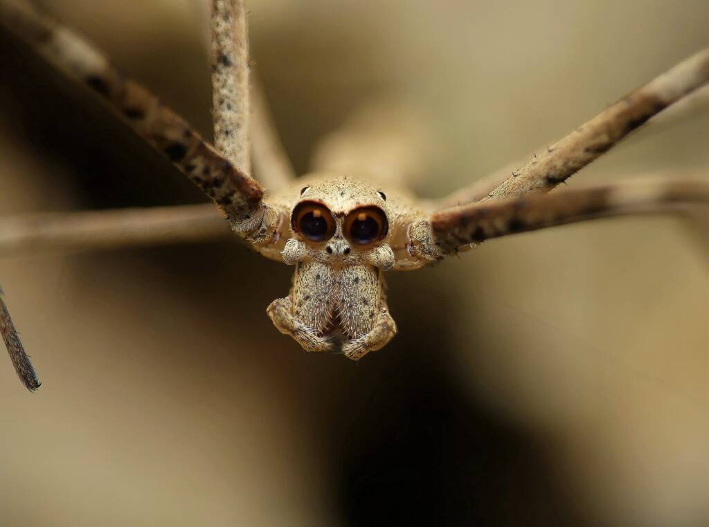 Male Ogre-faced Net-casting Spider (genus Deinopis) © Stefan Jones