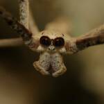 Male Ogre-faced Net-casting Spider (genus Deinopis) © Stefan Jones