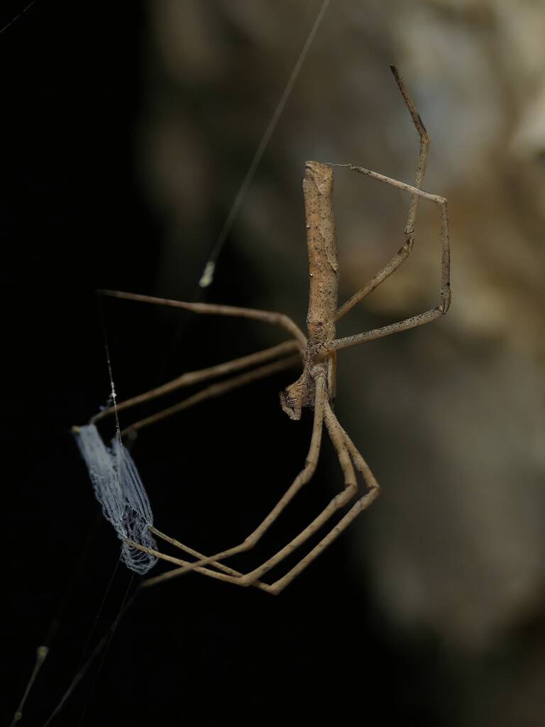 Ogre-faced Net-casting Spider (genus Deinopis) © Stefan Jones