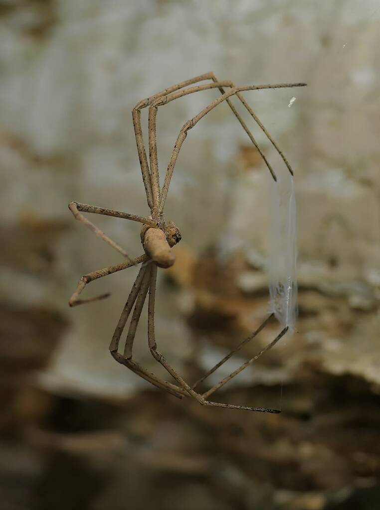Ogre-faced Net-casting Spider (genus Deinopis) © Stefan Jones