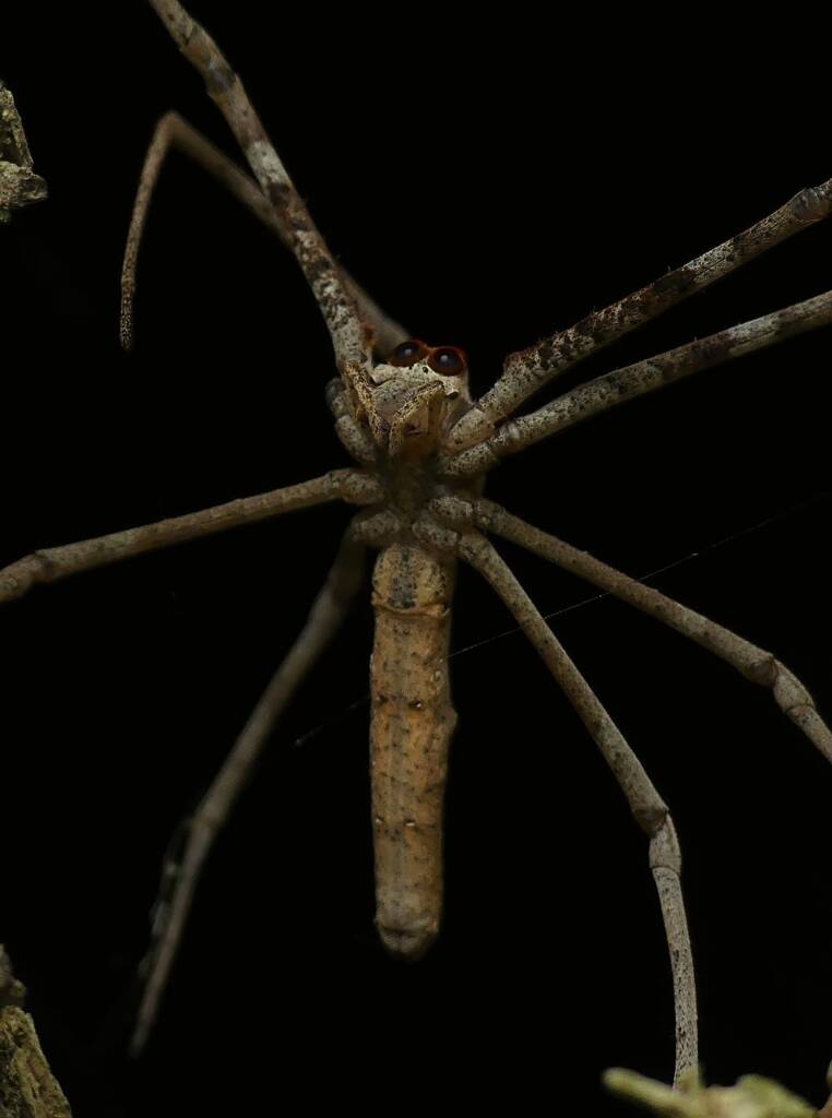 Ogre-faced Net-casting Spider (genus Deinopis) © Stefan Jones