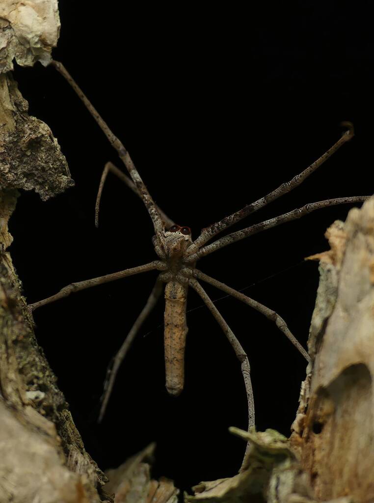 Ogre-faced Net-casting Spider (genus Deinopis) © Stefan Jones