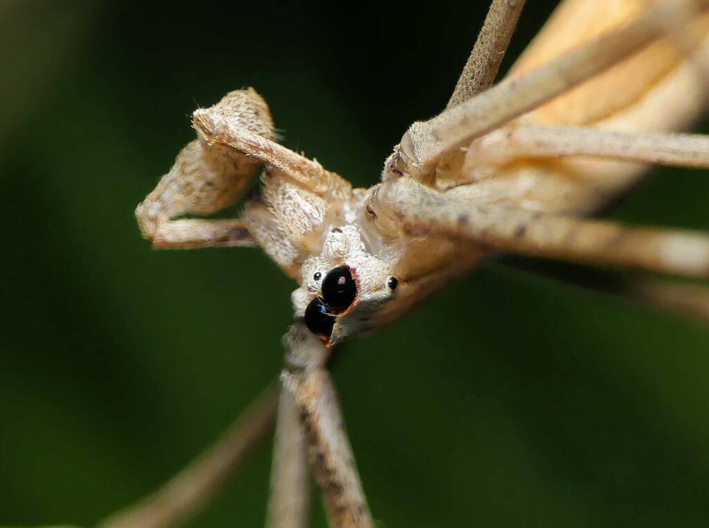 Ogre-faced Net-casting Spider (genus Deinopis) © Stefan Jones
